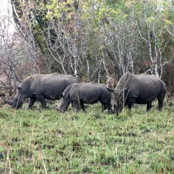 rhinos_8576453243_o.jpg