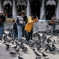 pigeons-attacking_228186386_o.jpg