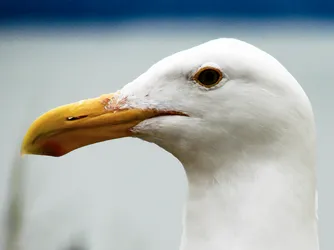 gull_2792337978_o.jpg