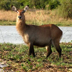 waterbuck_8576195307_o.jpg
