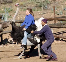 riding-the-ostrich_2862460869_o.jpg
