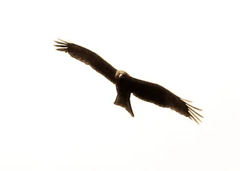 fly-like-an-eagle_4170796337_o.jpg