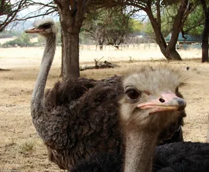 two-ostriches_437362701_o.jpg