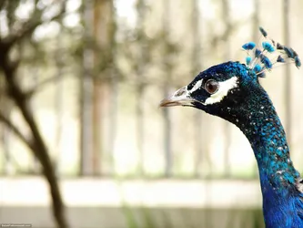 peacock_434236189_o.jpg