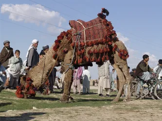 dressed-up-camel_2538407836_o.jpg