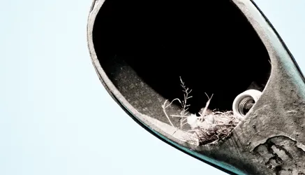 birds-nest-in-a-light-pole_2285782328_o.jpg