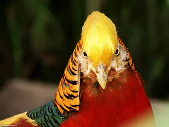 lovely-colors-in-a-birds-face_434238553_o.jpg