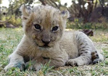 cute-cub_2858007571_o.jpg