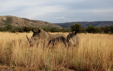 three-rhinos-in-a-field_440579531_o.jpg