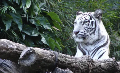 white-tiger_1813897290_o.jpg