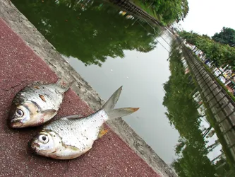 dead-fish-on-the-moat_1778304254_o.jpg