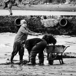 collecting-seaweed_19845801744_o.jpg