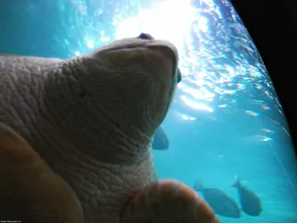 turtle_254007715_o.jpg