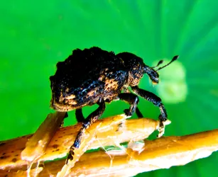 weird-beetle_3584410480_o.jpg