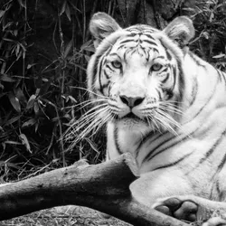 white-tiger_16629357777_o.jpg