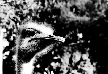 ostrich_2863287794_o.jpg