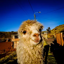 the-little-llama_36201395796_o.jpg