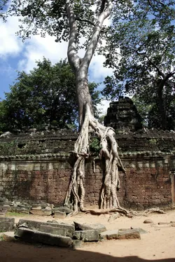 ta-prohm_2975247922_o.jpg