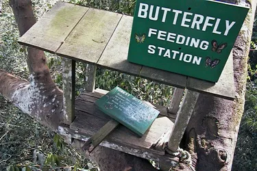 butterfly-feeding-station_2040167981_o.jpg
