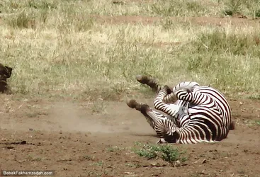 frolicking-zebra_440576490_o.jpg