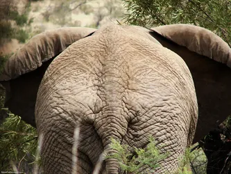 elephants-ass_440572590_o.jpg