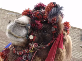 pretty-camel_2538055556_o.jpg