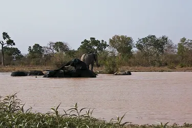 elephants-at-mole_2044266860_o.jpg
