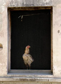 how-much-is-that-chicken-in-the-window_2545989318_o.jpg