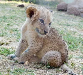 lion-cub_2858851012_o.jpg