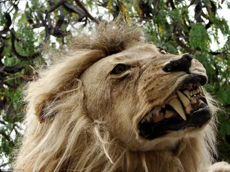 lion_437367412_o.jpg
