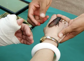 madagascar-cockroach_2766646175_o.jpg