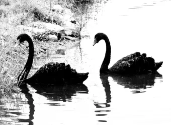 black-swans_3916427232_o.jpg