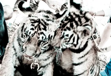 two-sweet-tigers_2154315600_o.jpg