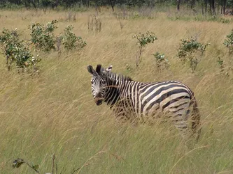 zebra_192684096_o.jpg