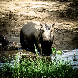 baby-hippo_10861153455_o.jpg