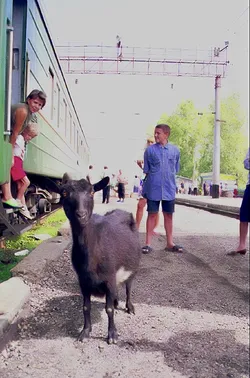 goat-on-the-train_164172993_o.jpg