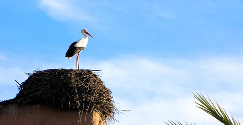 lone-stork_5378975732_o.jpg