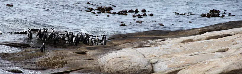 penguins-at-boulders-beach_1273991918_o.jpg